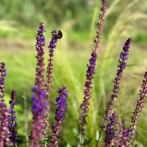 Salvia caradonna kwekerij krukla