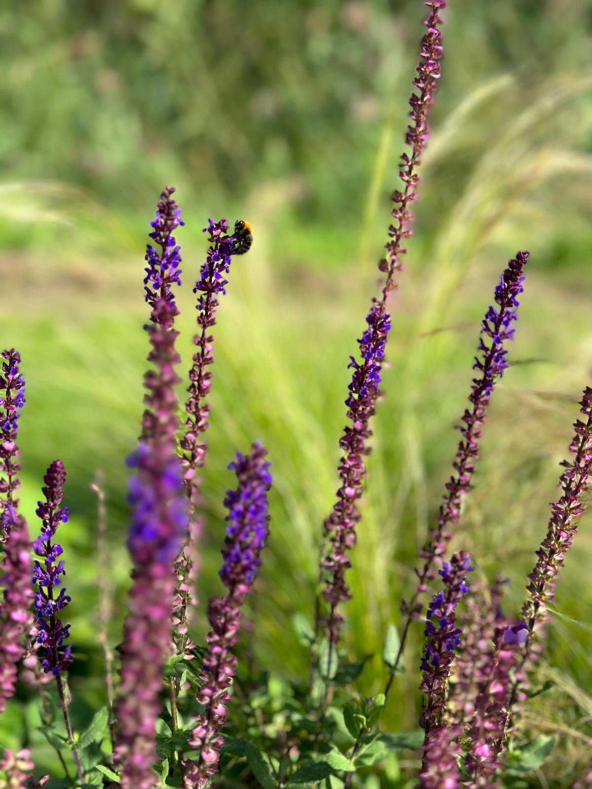 Salvia caradonna kwekerij krukla