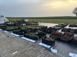 Kwekerij Krukla Klaaswaal - bouw veld