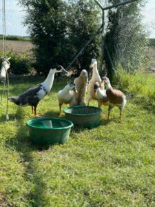 Kwekerij Krukla Klaaswaal - Eenden